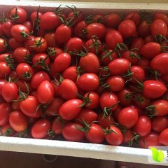 山东寿光田马镇从1992年开始种植香瓜