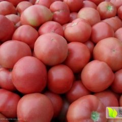 任城硬粉西红柿现有大棚面积6000余亩