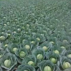 西昌甘蓝畅销全国各地