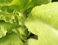 2017青州莴笋种植多年，属青尖青叶青肉