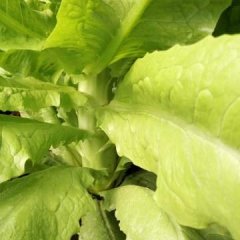 2017青州莴笋种植多年，属青尖青叶青肉