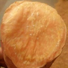 夏津后赵杨志8月烟薯25红薯