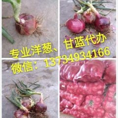 西昌早熟洋葱上市，电话：13734934166