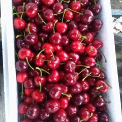 山东海阳美早樱桃诚意代办