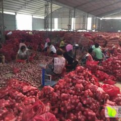 金乡周边洋葱，专业加工出口，购销各种洋葱！