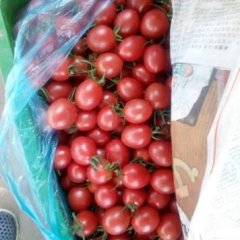 陵水千禧圣女果现在正值大量上市