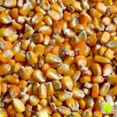 为满足公司养殖所需，常年收购玉米