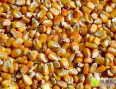 为满足公司养殖所需，常年收购玉米
