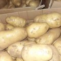 江苏省徐州市土豆-荷兰十五马铃薯