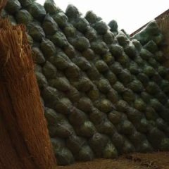 江苏徐州沛县万亩有机蔬菜基地