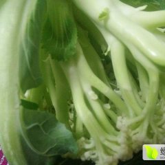 有机花菜四大产区之一 白面青梗松花菜菜花