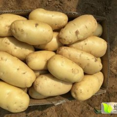2017集宁土豆大量出售中