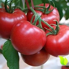 费县1月起至次年7月西红柿上市季节