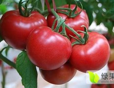 费县1月起至次年7月西红柿上市季节