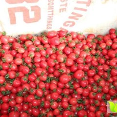 2017济阳圣女果今年价格有看点