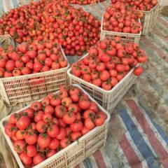 山东费县硬粉西红柿诚意代办