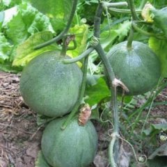 山东莘县绿宝甜瓜、花蕾甜瓜、久红瑞现已大量上市