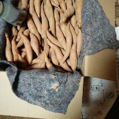 山东夏津大型地瓜基地 龙署九号红薯上货量大