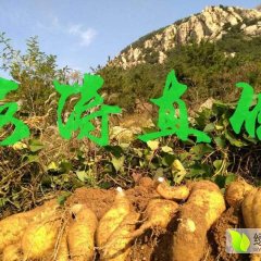 山东东港来福红薯假一赔十