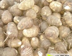 滕州市种植8520毛芋头有多年的历史