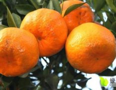 贵州柑橘苗果实中等大小