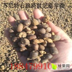 四季出售锡林郭勒盟大草原牧民散养羊粪