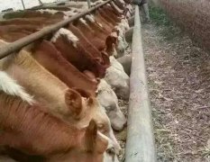 山西省忻州市美源牧业养殖区肉牛
