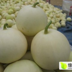 费县万亩早雪，羊角蜜。绿宝石甜瓜大量供应