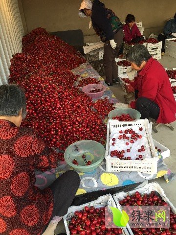 2018年山东安丘红灯价格