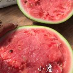 勐腊西瓜 每年到这个时候西瓜又熟了