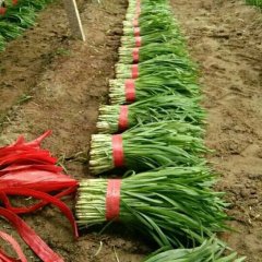 莘县韭菜品质优良，能供应各类市场