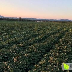 辽宁梁洪涛地瓜红薯苗价低合作社管技术