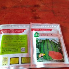 盈江西瓜马上可以上市了