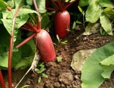 蒙阴红皮水萝卜现役上市，种植面积大