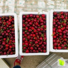 2017海阳樱桃3到7月份开始陆续上市