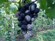 凌海右卫东润2月巨峰葡萄