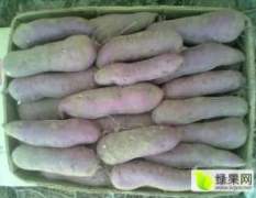 辽宁锦州市红薯品种有：龙薯九号、里外红