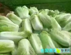 山东单县北京新三号白菜价格适宜