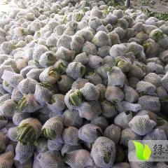 云梦菜花 本地菜花已经上市，花实