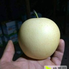 河北皇冠梨水晶梨雪花梨大降价了