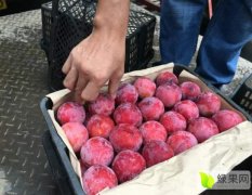 东莞下桥水果市场代销桃子各类南北水果代销
