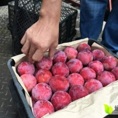 东莞下桥水果市场代销桃子各类南北水果代销