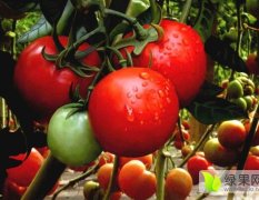 寿光大粉西红柿苗出售、西红柿种苗出售基地