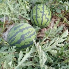 3月10号左右西瓜大量上市  甜王系列