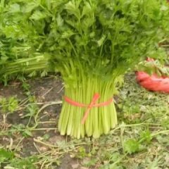 山东博兴芹菜基地4月加州王芹菜