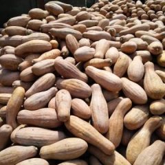 湖南君山中甘21甘蓝火热上市