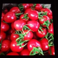 聊城圣女果随行就市莘县王明超诚信合作