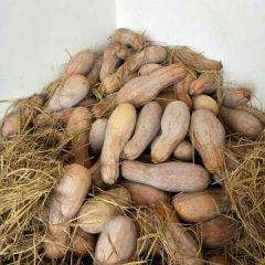 储存完好的全黄金韩秘本南瓜待售