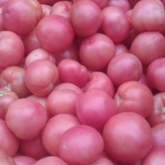 定陶西红柿逐渐升温,黄店王先生诚信合作