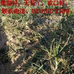 今年2017西昌再遇暖冬 早熟洋葱上市啦！！！